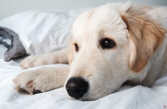 5 of the best smart home devices for pet owners