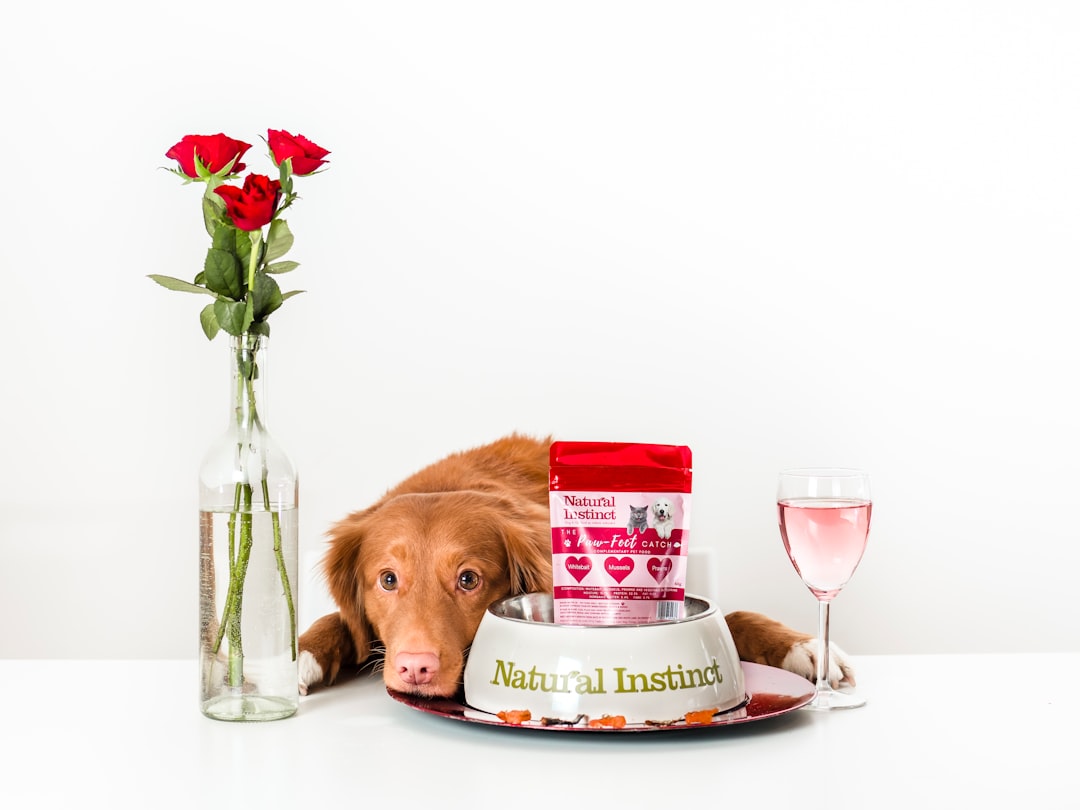 A collection of essential pet products including feeding bowls, toys, and bedding for dogs and cats.