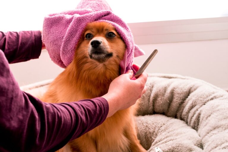 Pet Grooming Tools for Keeping Your Pet Clean at Home