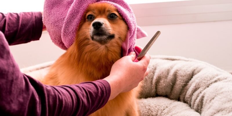 Pet Grooming Tools for Keeping Your Pet Clean at Home